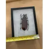 Titanus Giganteus Beetle Massive 109mm Prehistoric Online