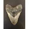 Megalodon Tooth  South Carolina 6″ Prehistoric Online