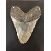 Megalodon Tooth  South Carolina 6″ Prehistoric Online