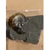 Ammonite fossil Scaphites, South Dakota Prehistoric Online