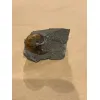 Ammonite fossil Scaphites, South Dakota Prehistoric Online