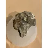 Ammonite fossil Scaphites, South Dakota Prehistoric Online