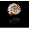 Ammonite w/shell, Madagascar    160 MYO Prehistoric Online