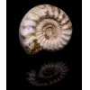 Ammonite w/shell, Madagascar    160 MYO Prehistoric Online