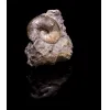 Scaphites Ammonite, S. Dakota, 66-145 MYO Prehistoric Online