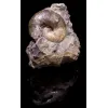 Scaphites Ammonite, S. Dakota, 66-145 MYO Prehistoric Online