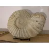 Agadir Ammonite fossil, 16 inch Prehistoric Online