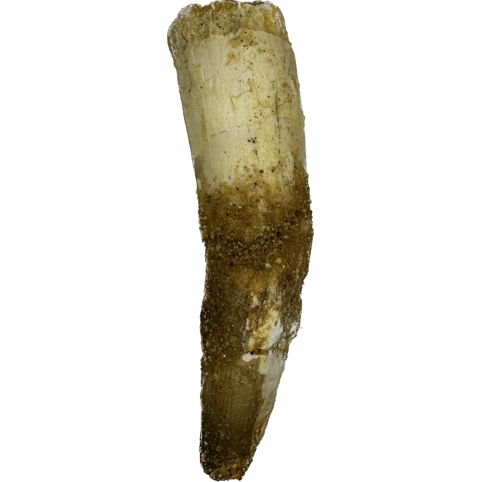 Spinosaurus Tooth, curved 2 inch Prehistoric Online