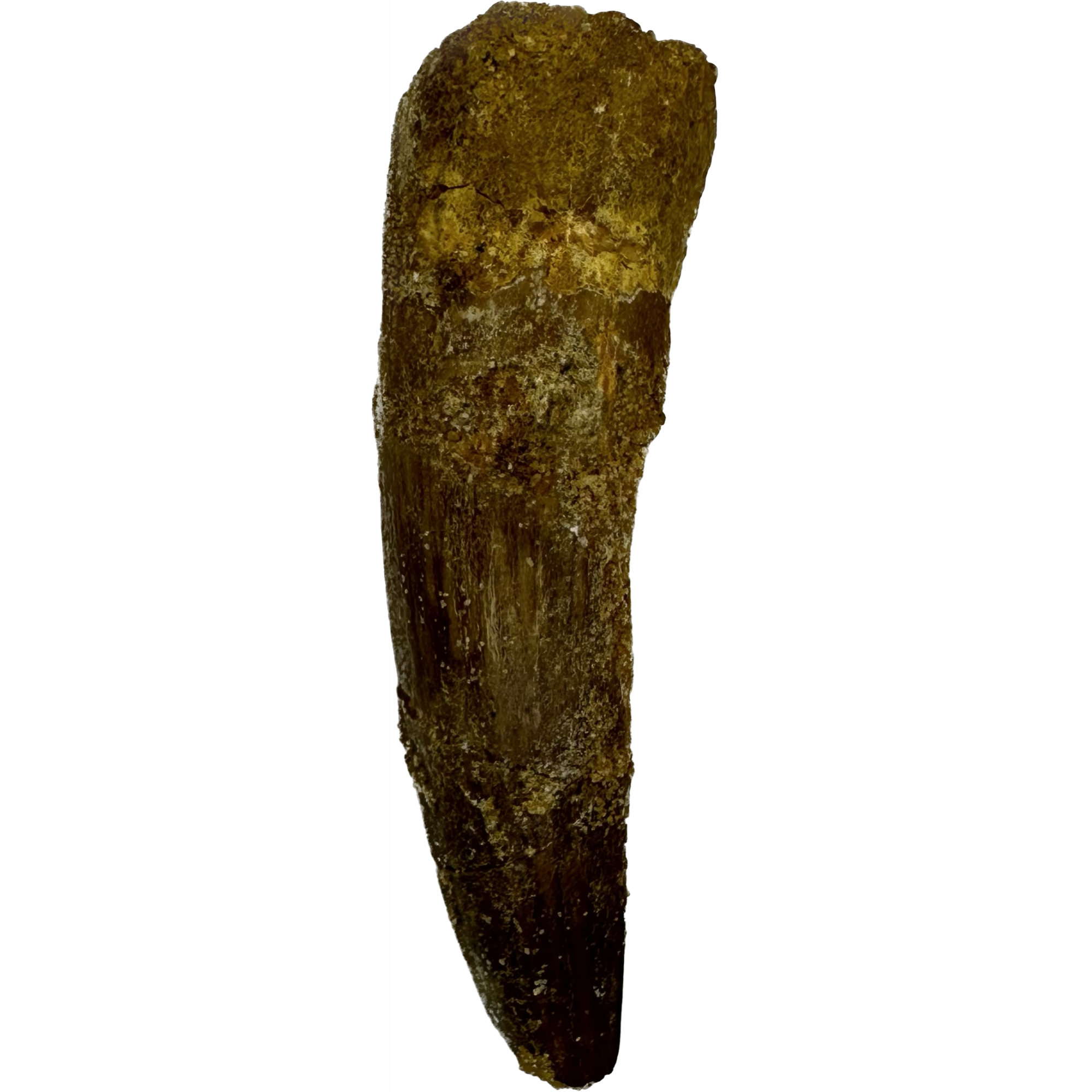 Spinosaurus Tooth, Morocco, near 2 inch Prehistoric Online