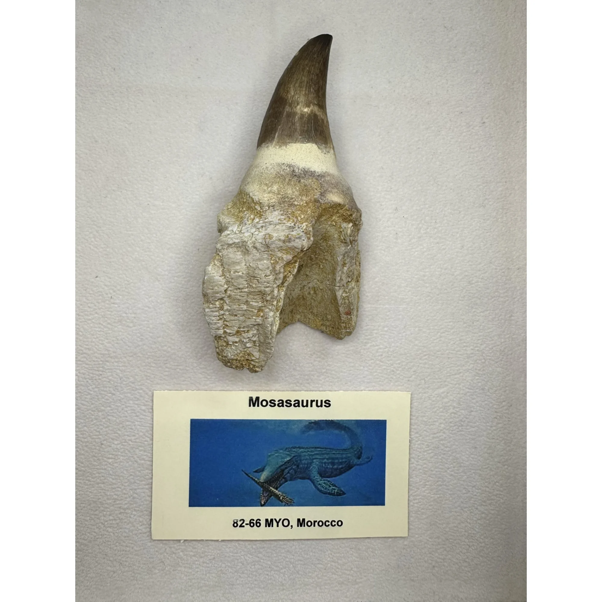 Prognathodon Anceps – Exceptional tooth with massive root Prehistoric Online