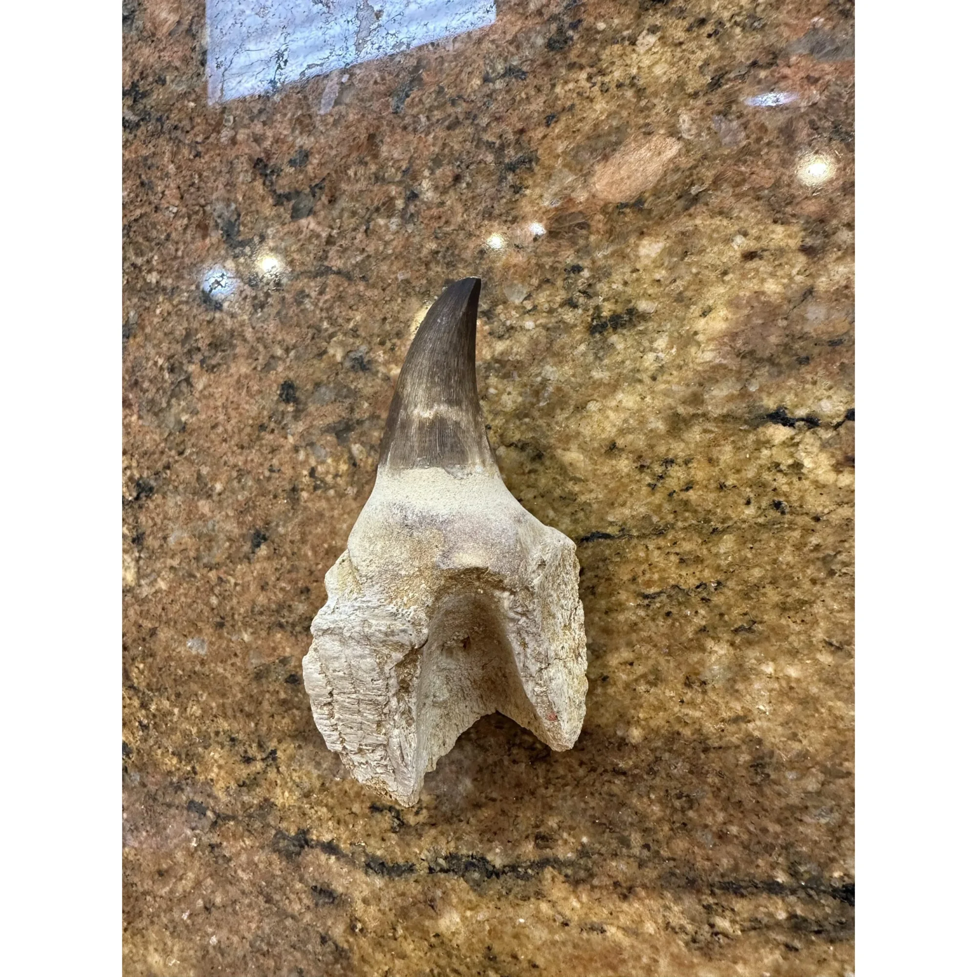 Prognathodon Anceps – Exceptional tooth with massive root Prehistoric Online