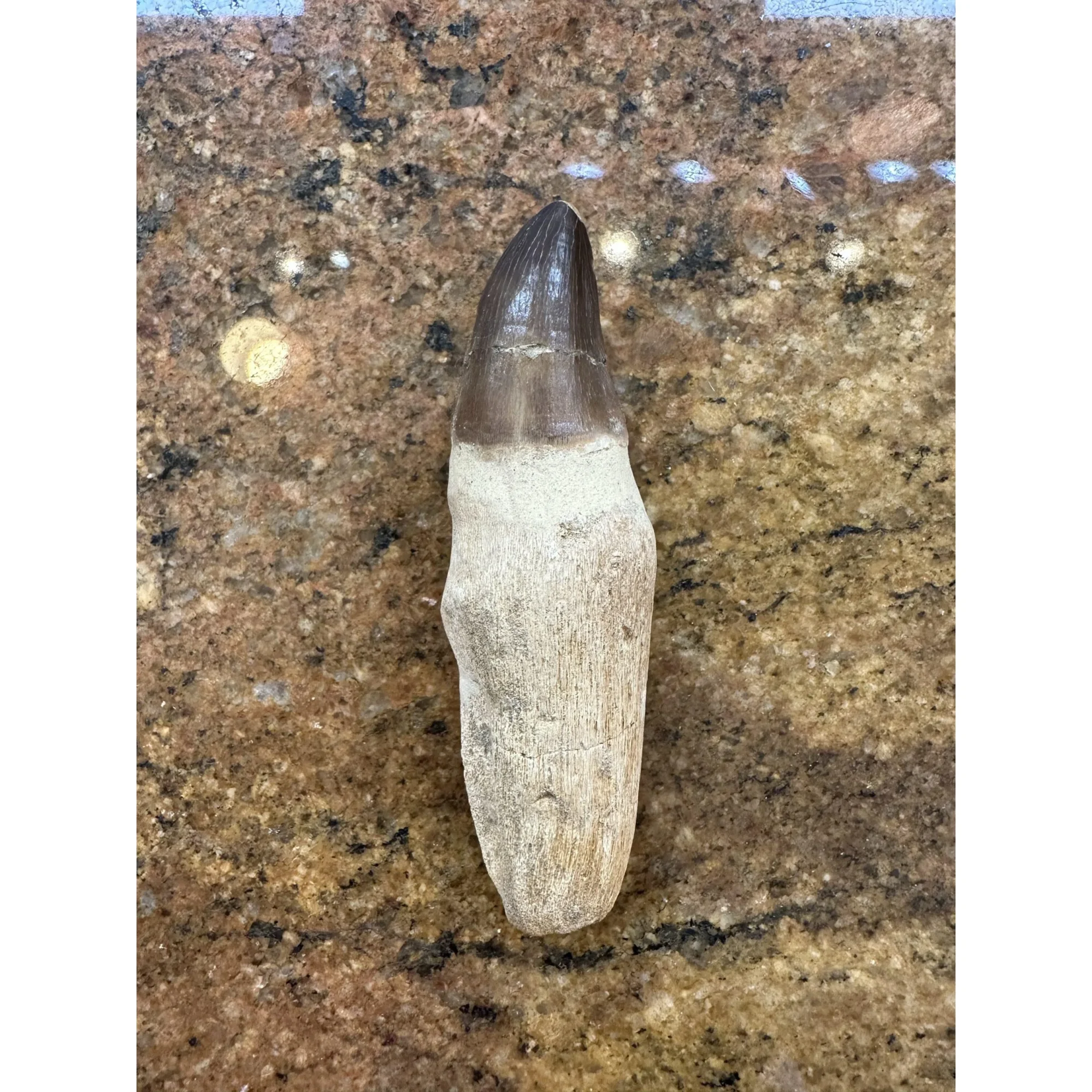 Prognathodon Anceps – Large Mosasaur tooth Prehistoric Online