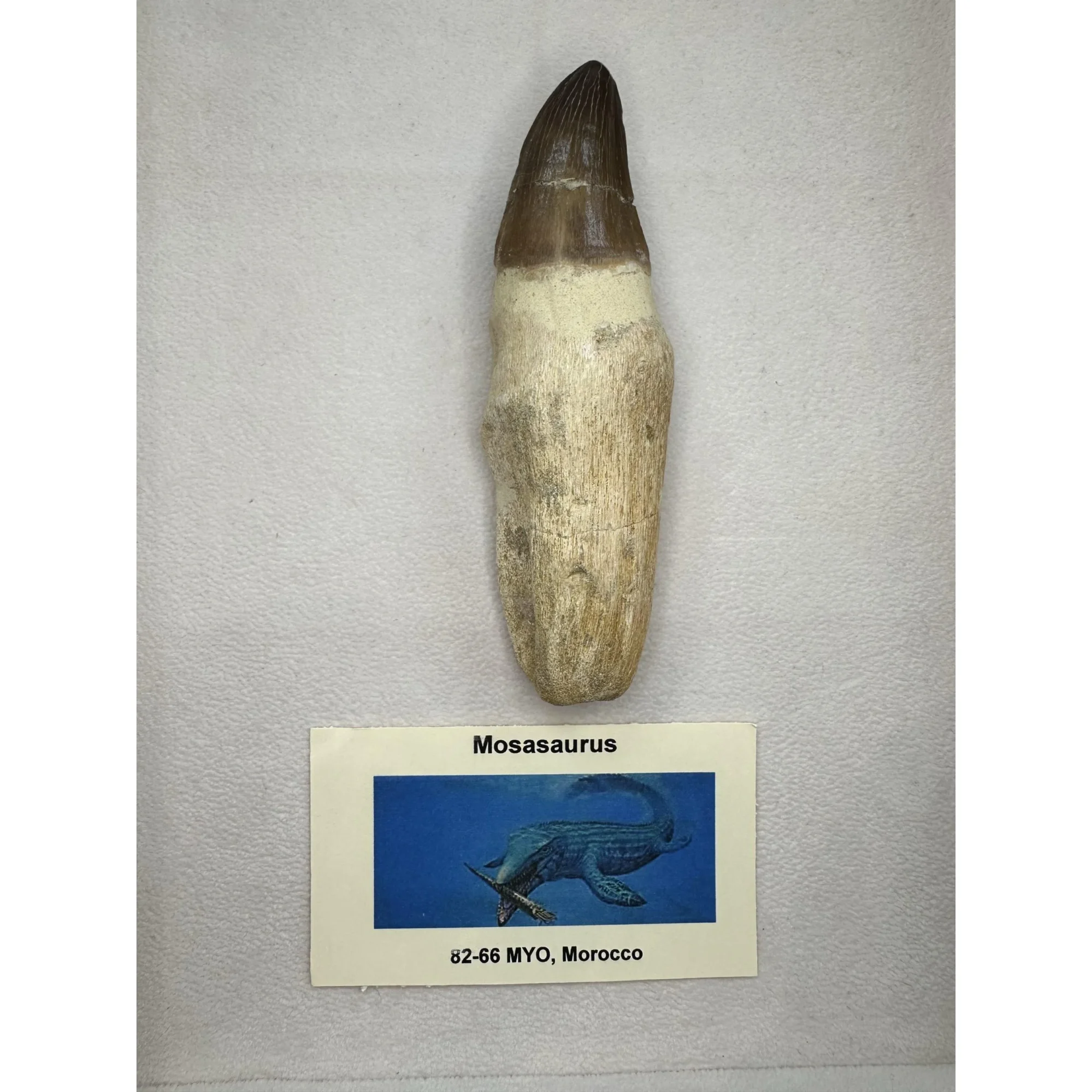 Prognathodon Anceps – Large Mosasaur tooth Prehistoric Online