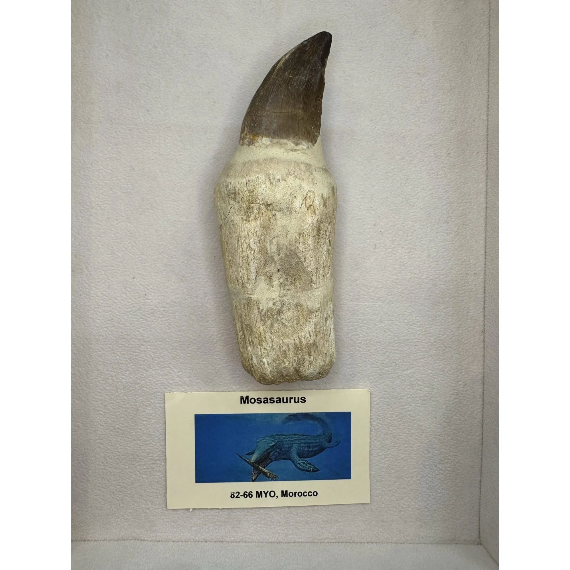 Prognathodon Anceps – Mosasaur tooth with detailed root Prehistoric Online