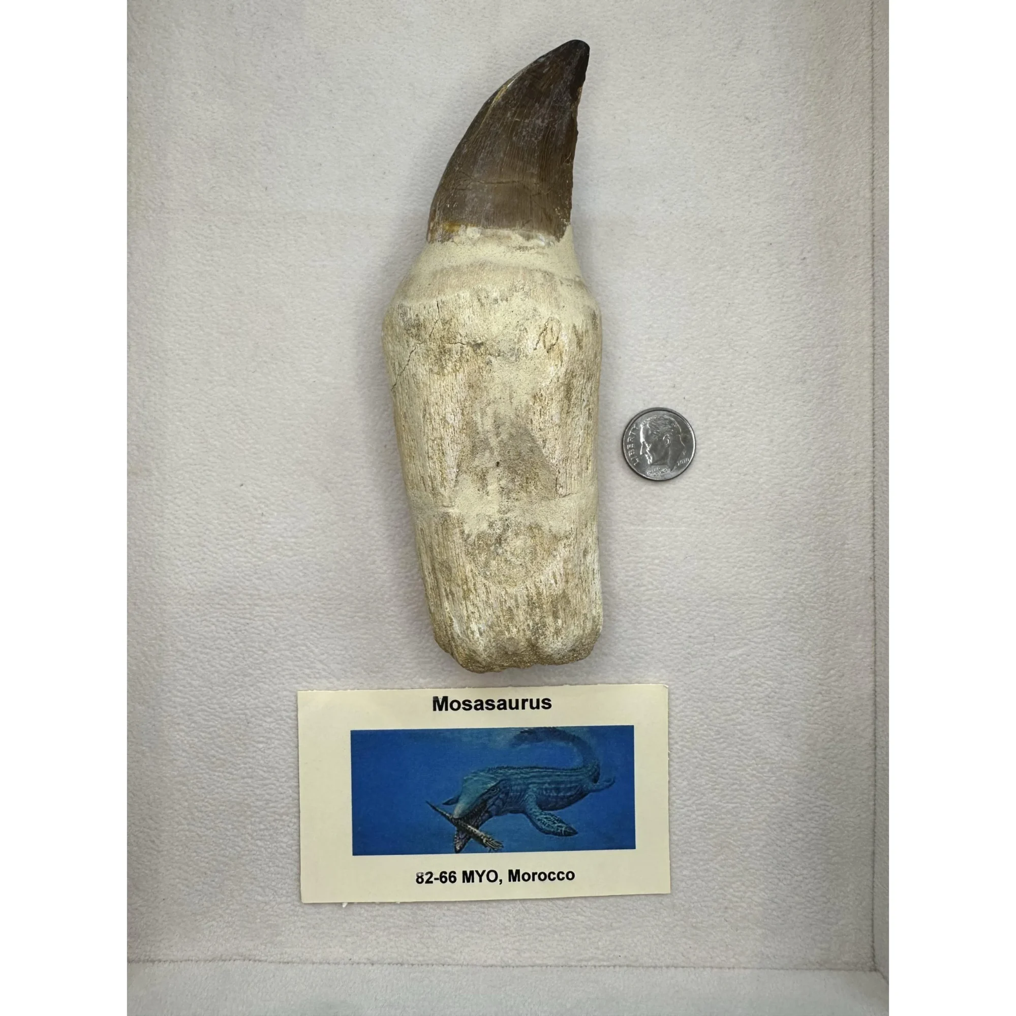 Prognathodon Anceps – Mosasaur tooth with detailed root Prehistoric Online