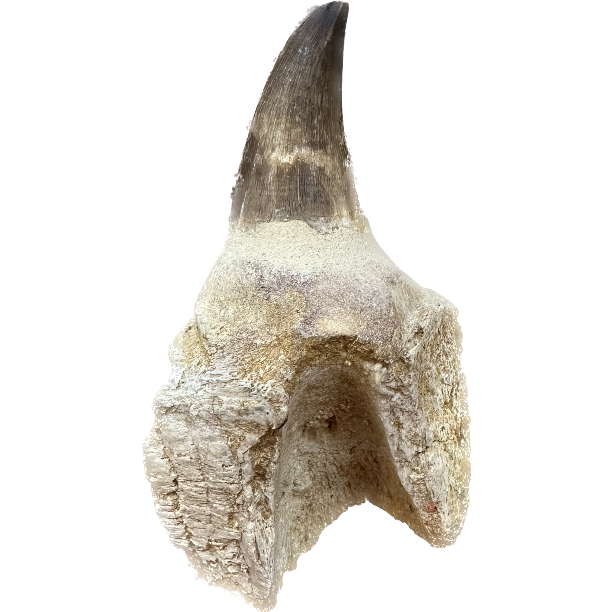 Prognathodon Anceps – Exceptional tooth with massive root Prehistoric Online