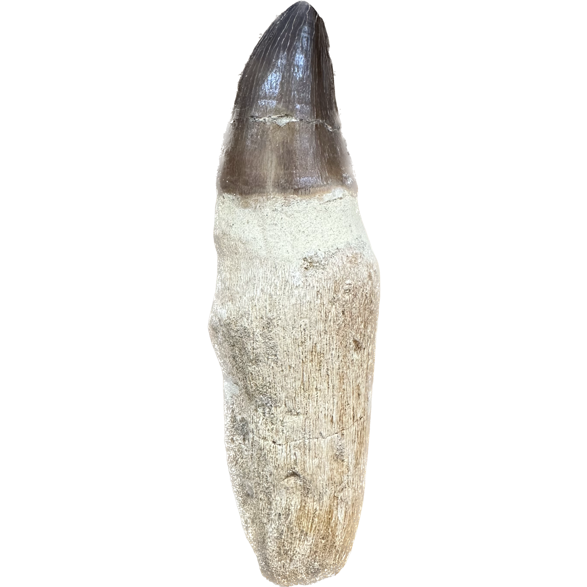 Prognathodon Anceps – Large Mosasaur tooth Prehistoric Online