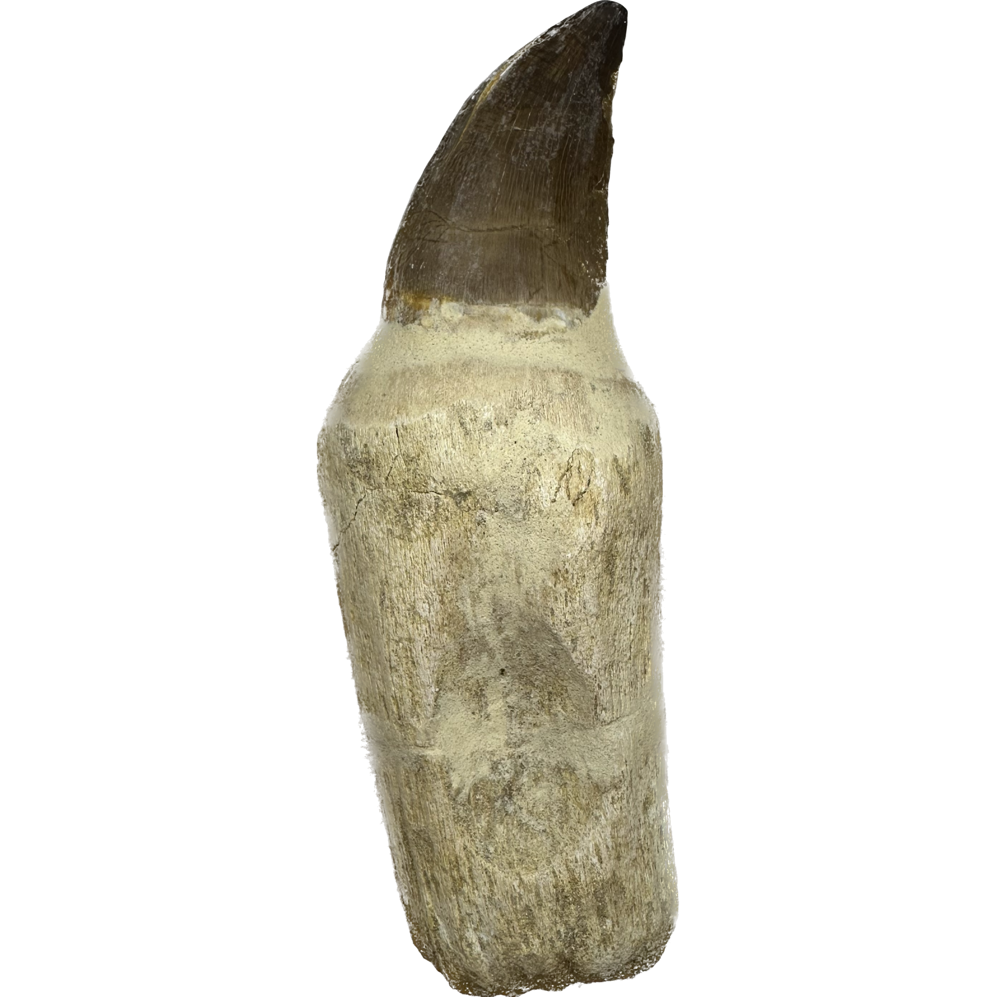 Prognathodon Anceps – Mosasaur tooth with detailed root Prehistoric Online