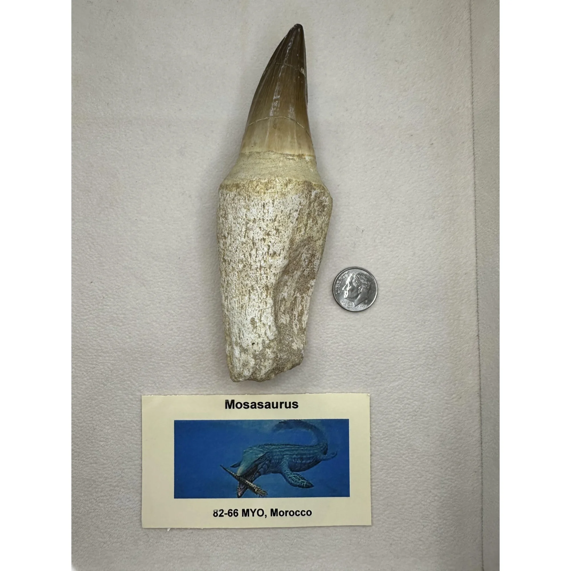 Prognathodon Anceps, Mosasaur tooth, huge 4 1/2 inches Prehistoric Online