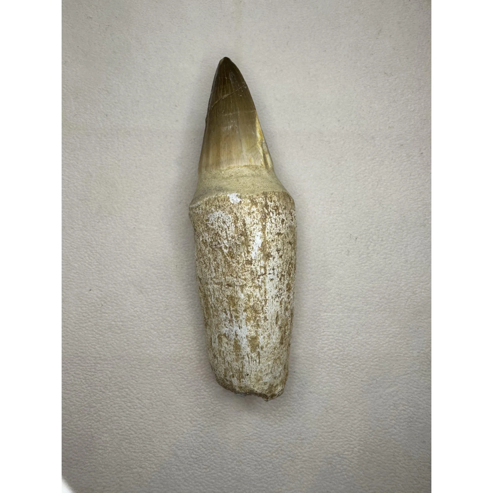 Prognathodon Anceps, Mosasaur tooth, huge 4 1/2 inches Prehistoric Online