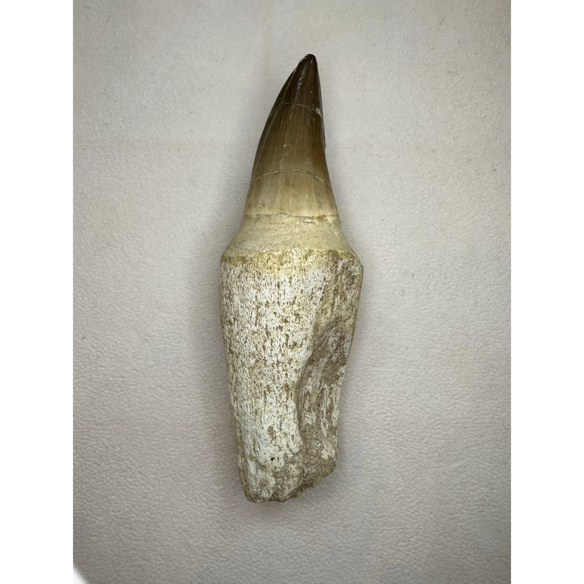 Prognathodon Anceps, Mosasaur tooth, huge 4 1/2 inches Prehistoric Online