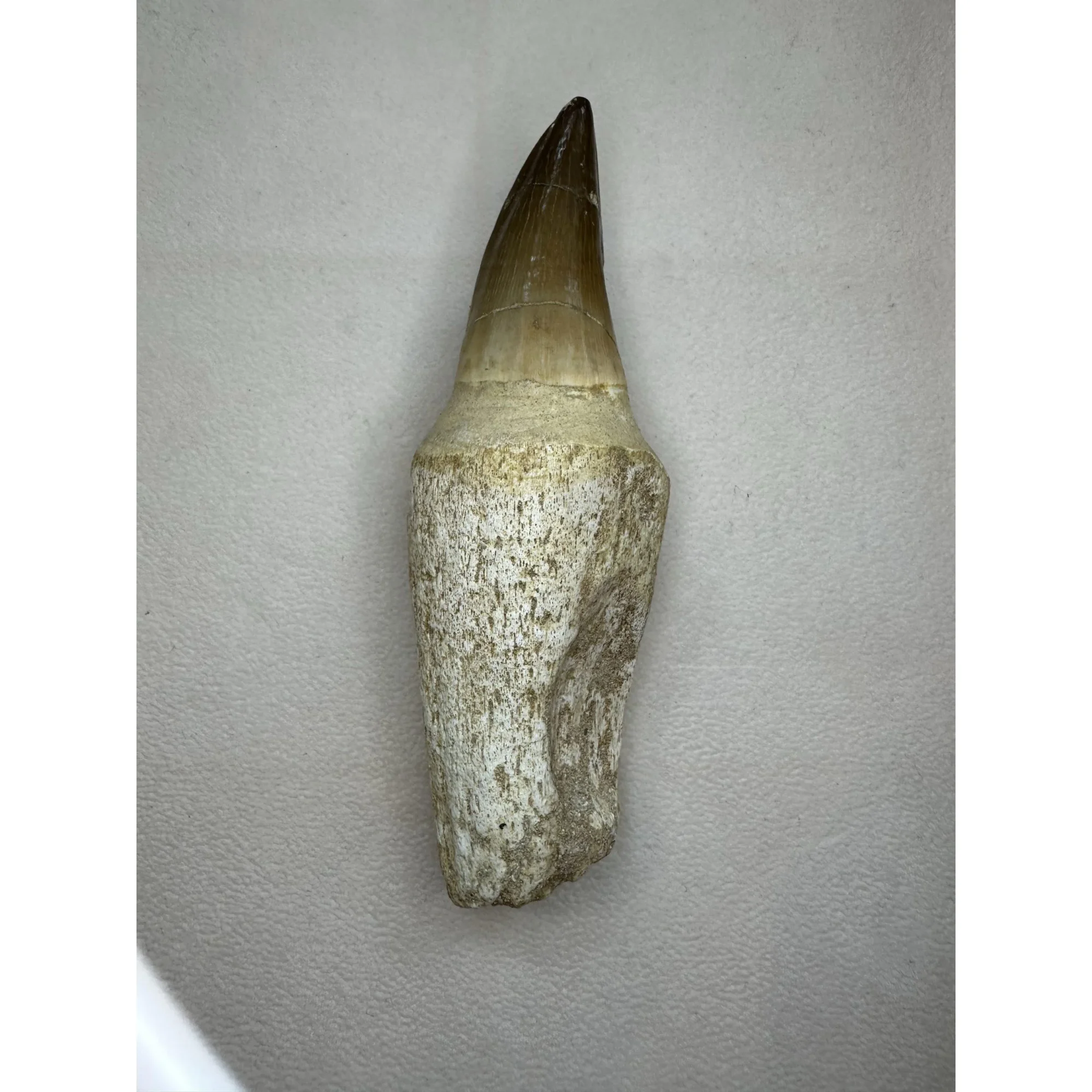 Prognathodon Anceps, Mosasaur tooth, huge 4 1/2 inches Prehistoric Online