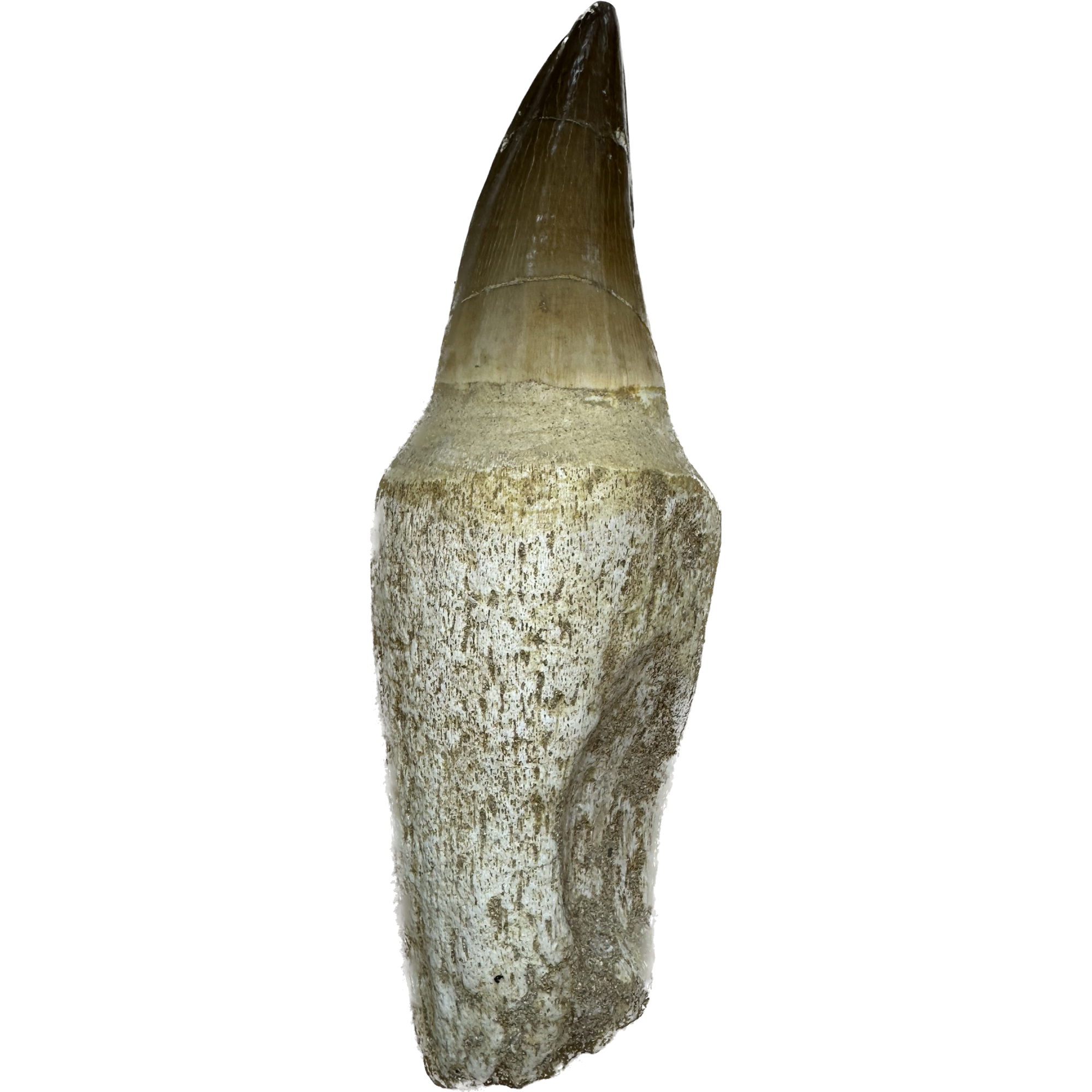 Prognathodon Anceps, Mosasaur tooth, huge 4 1/2 inches Prehistoric Online