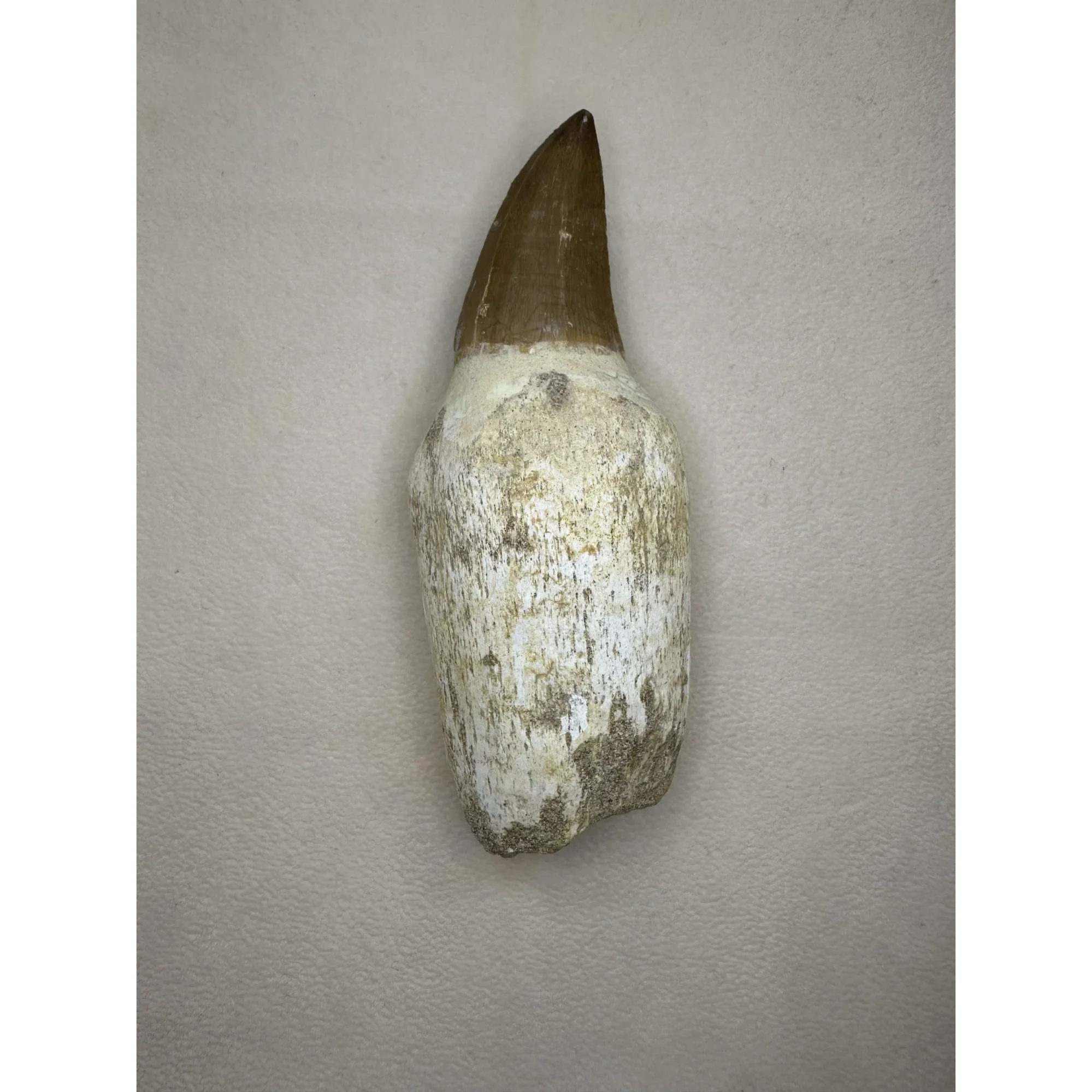 Prognathodon Anceps – 4 1/2 inch Mosasaur tooth Prehistoric Online