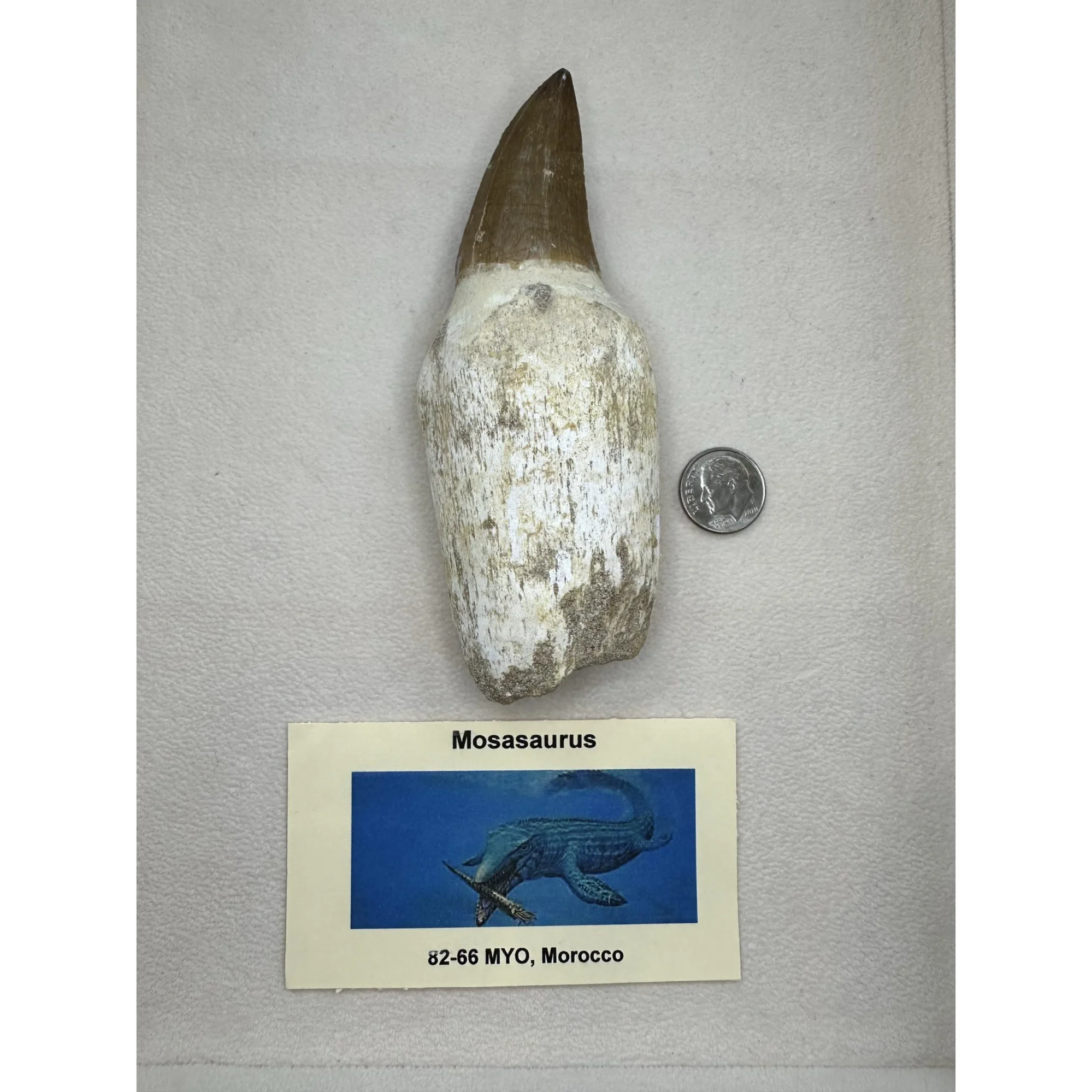 Prognathodon Anceps – 4 1/2 inch Mosasaur tooth Prehistoric Online