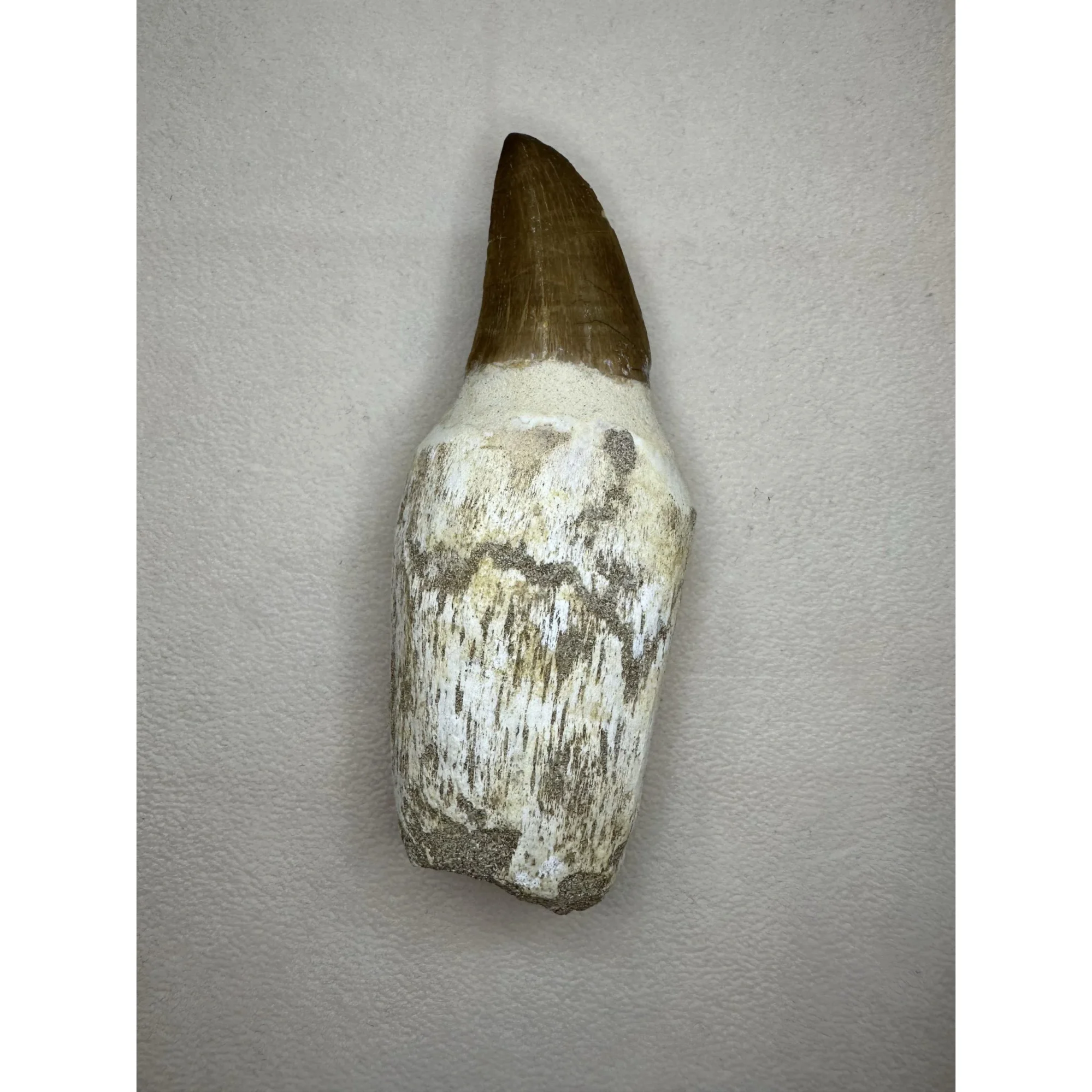 Prognathodon Anceps – 4 1/2 inch Mosasaur tooth Prehistoric Online