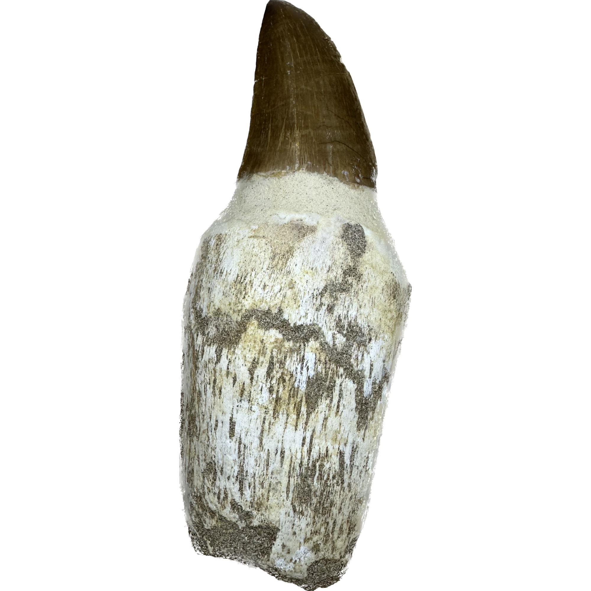 Prognathodon Anceps – 4 1/2 inch Mosasaur tooth Prehistoric Online