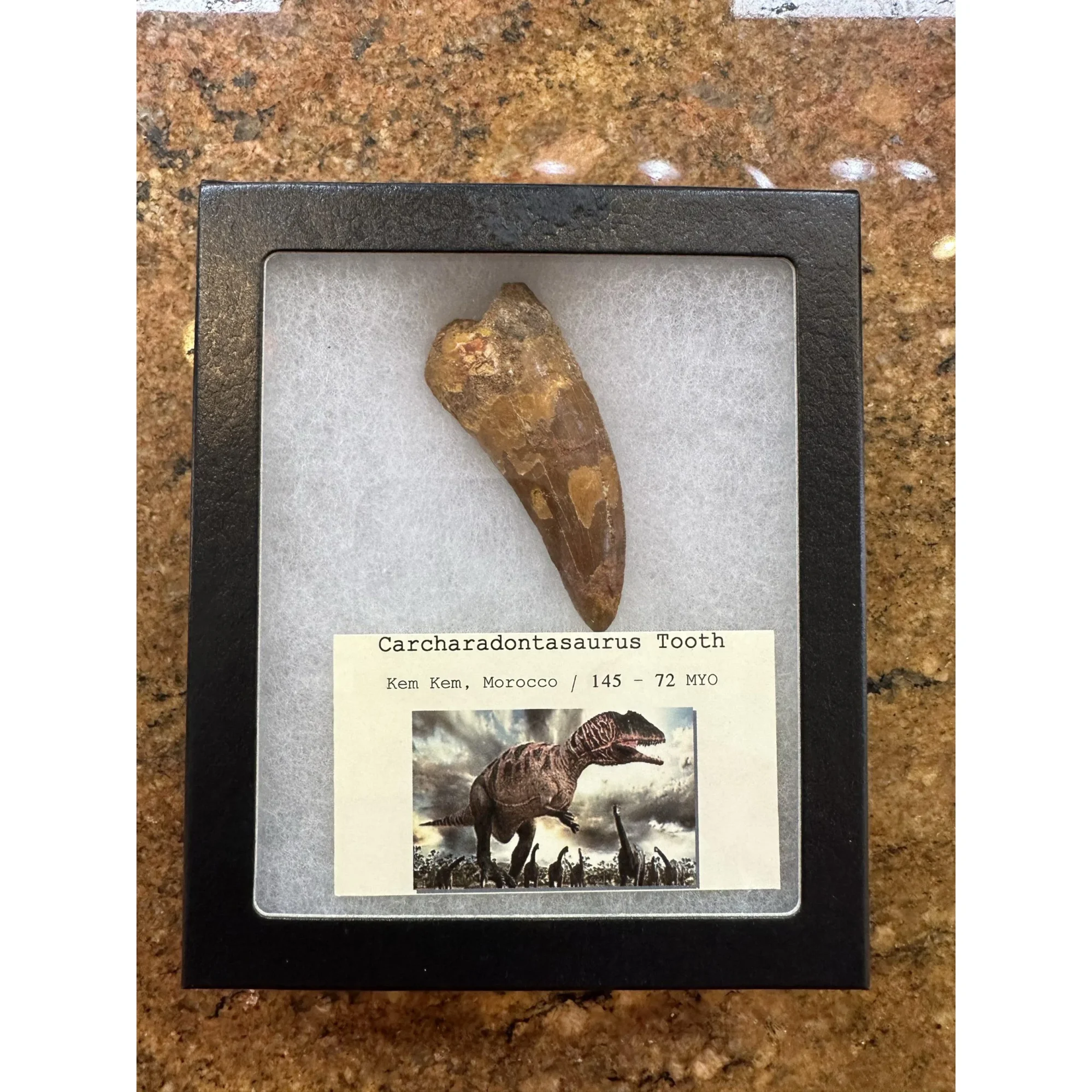 Carcharodontosaurus tooth,  3″ fossil Prehistoric Online