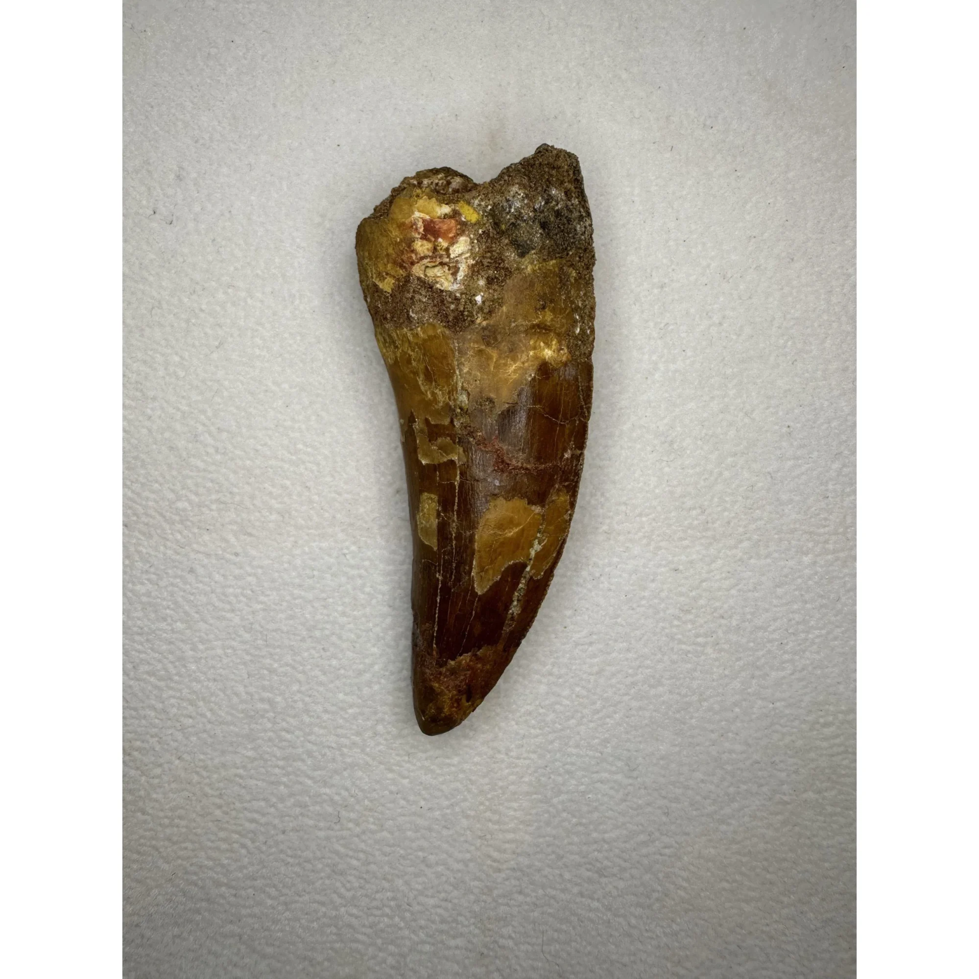 Carcharodontosaurus tooth,  3″ fossil Prehistoric Online