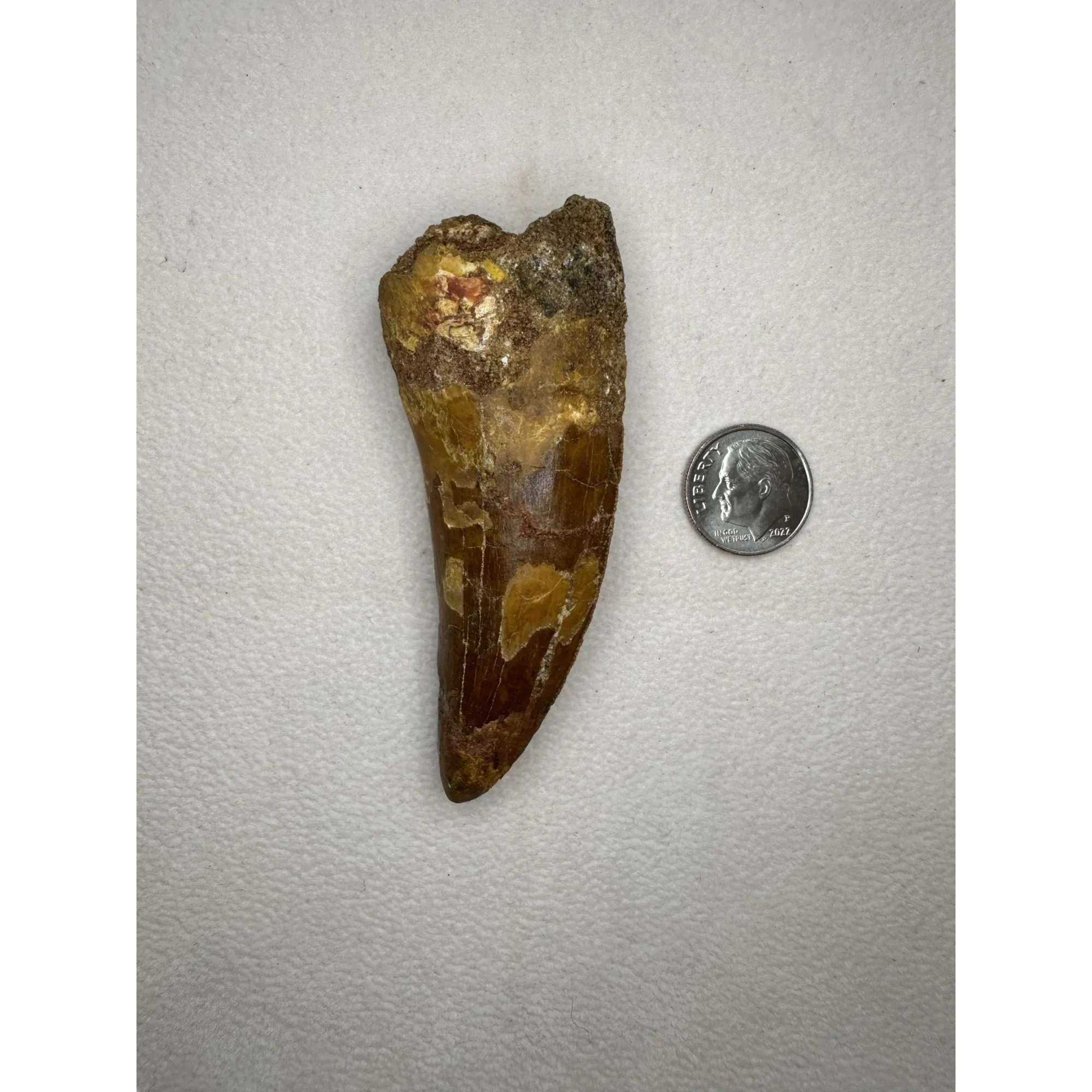 Carcharodontosaurus tooth,  3″ fossil Prehistoric Online