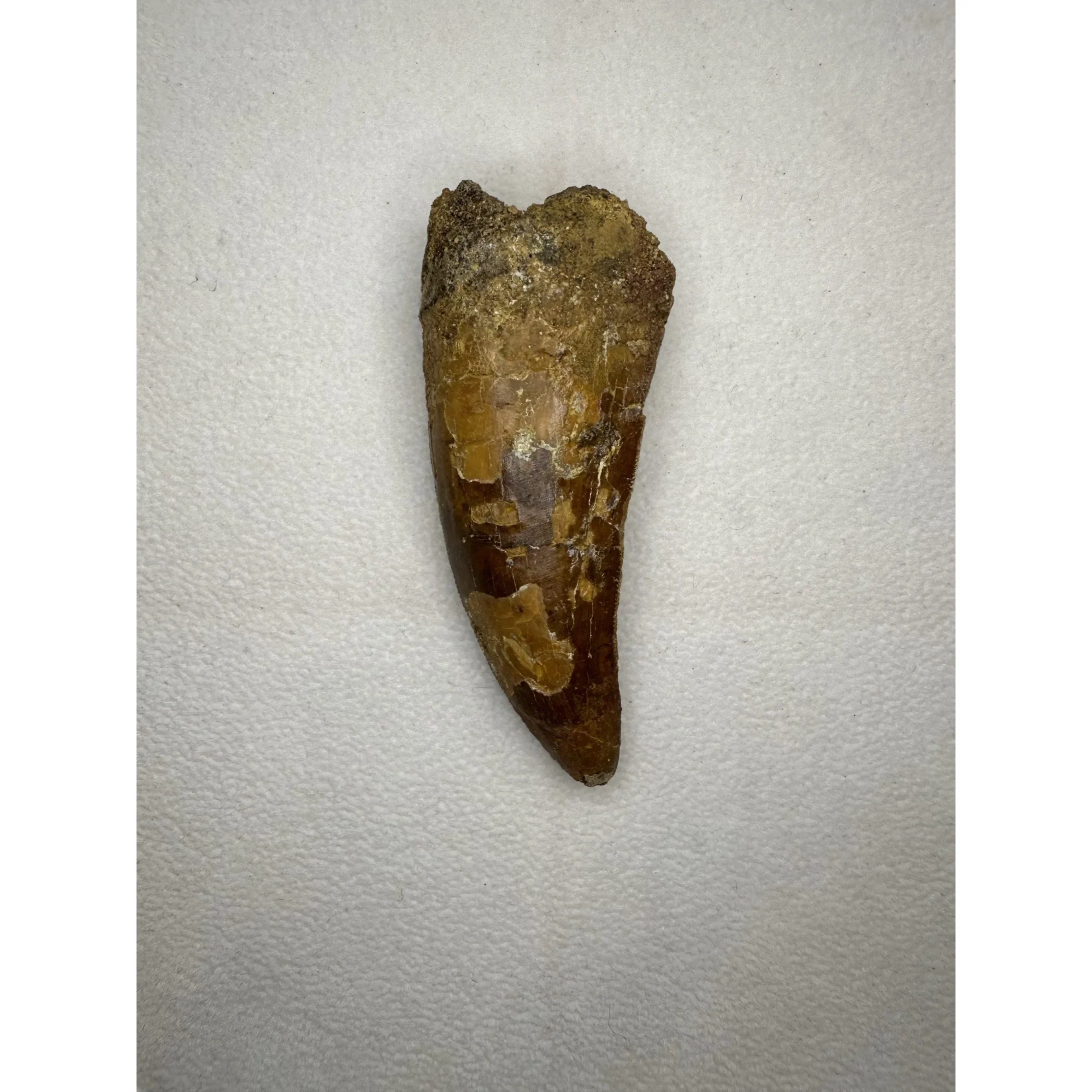 Carcharodontosaurus tooth,  3″ fossil Prehistoric Online