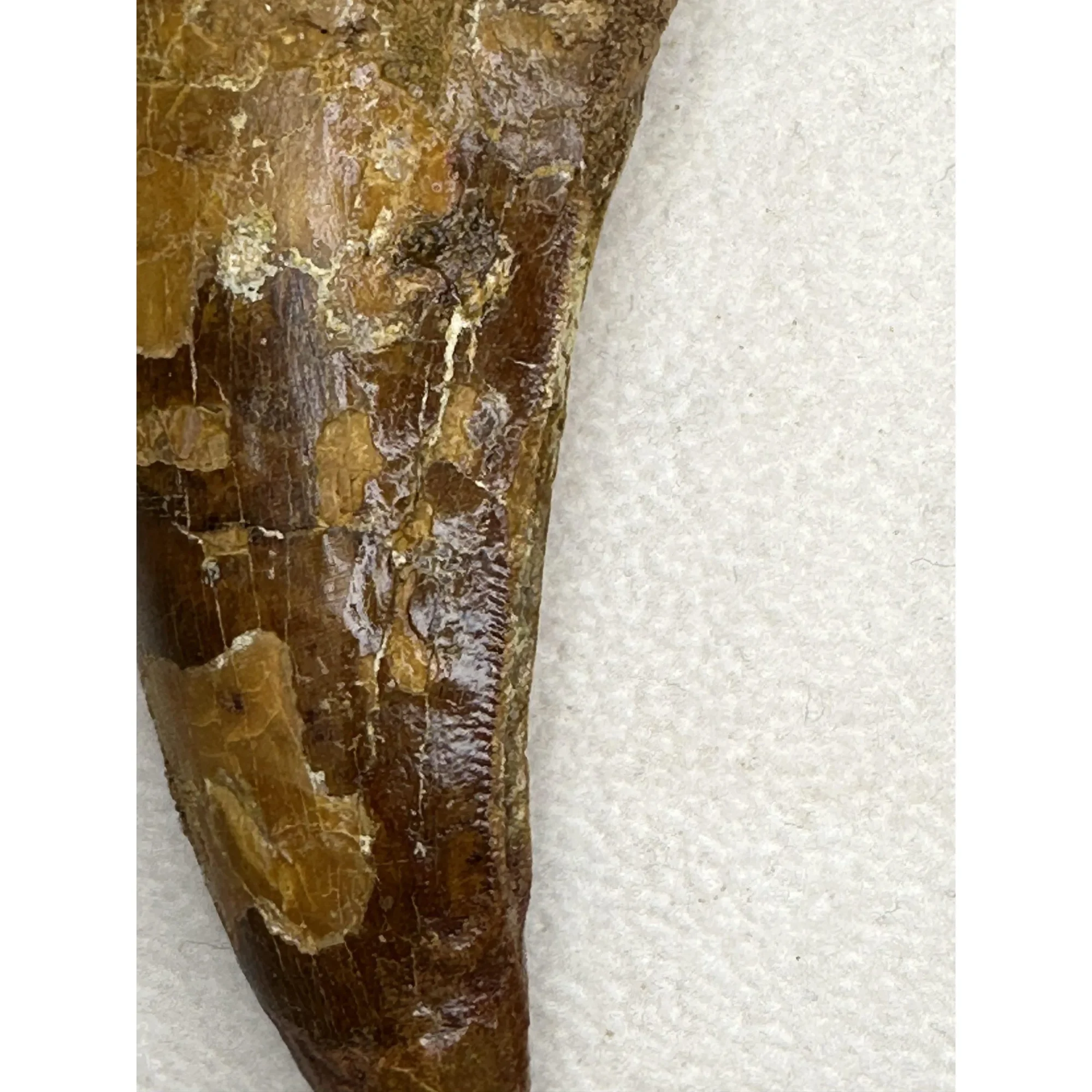 Carcharodontosaurus tooth,  3″ fossil Prehistoric Online