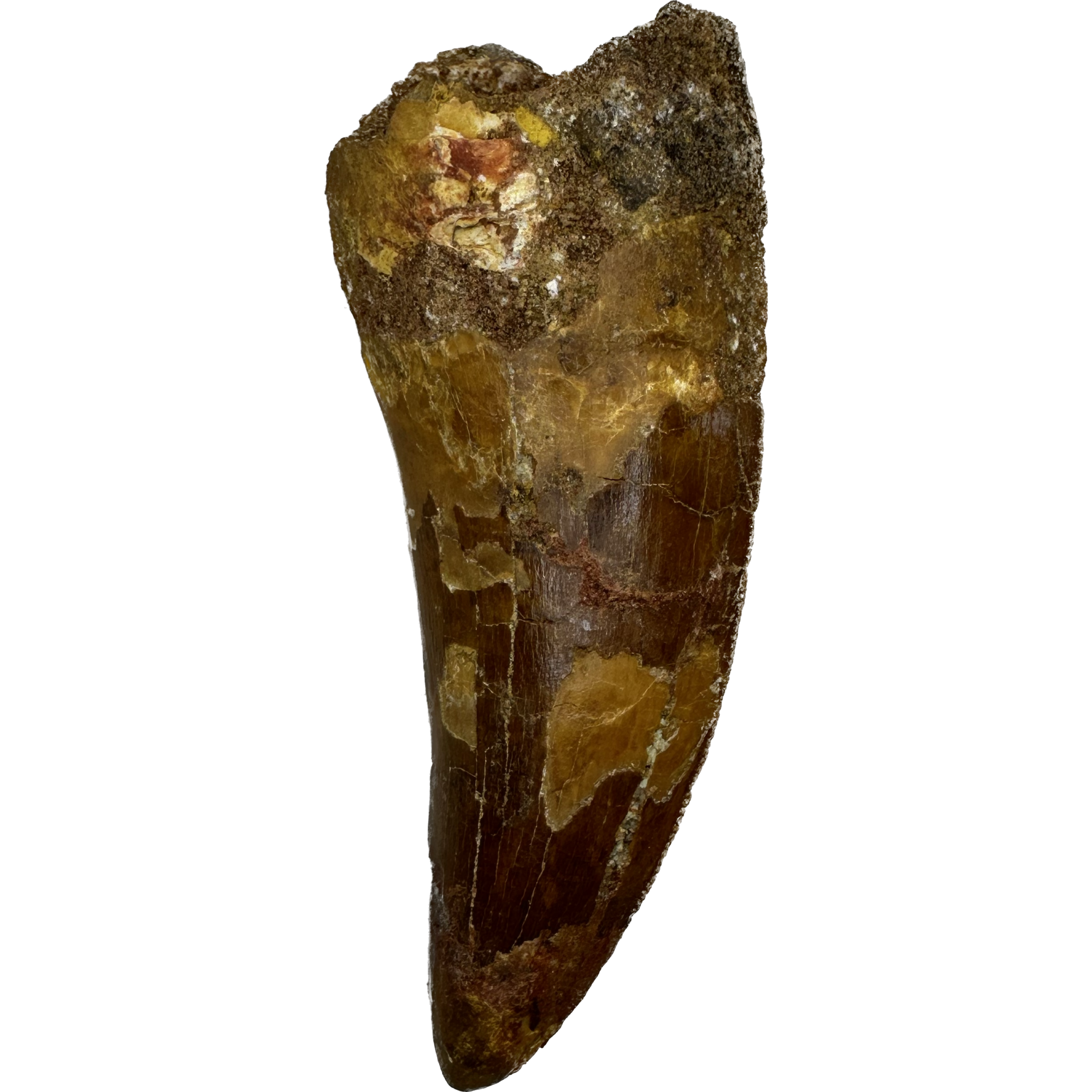 Carcharodontosaurus tooth,  3″ fossil Prehistoric Online