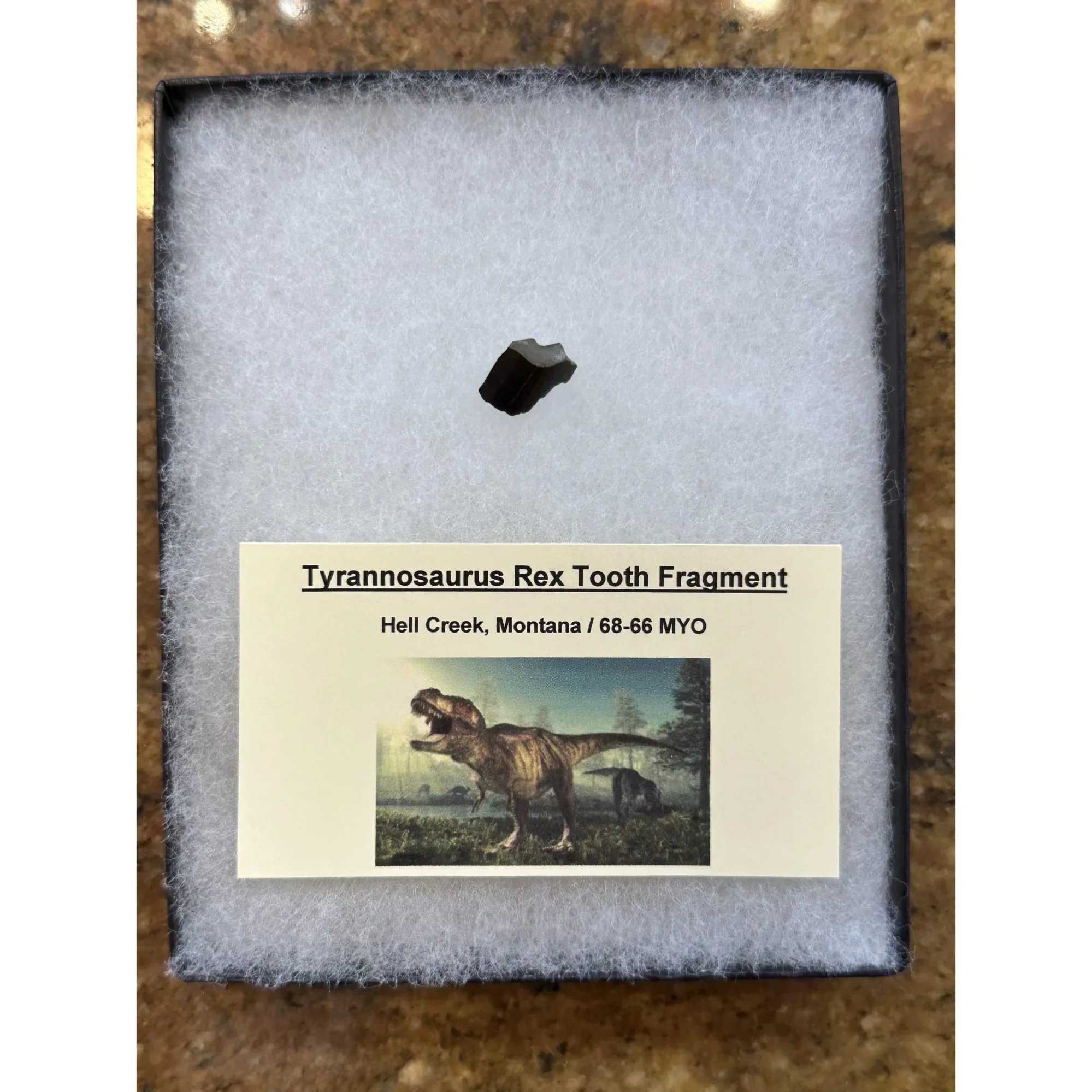 Tyrannosaurus Rex tooth – Hell Creek Formation Prehistoric Online