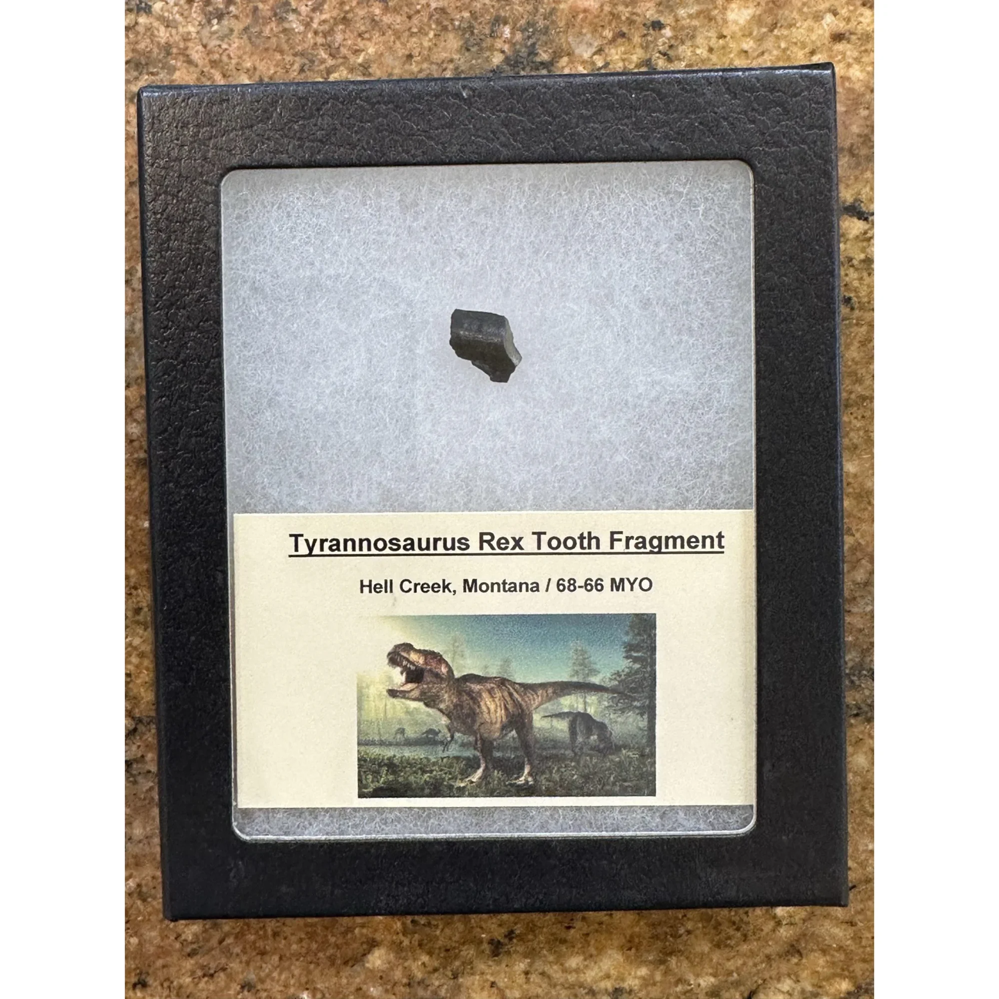 Tyrannosaurus Rex tooth – Hell Creek Formation Prehistoric Online