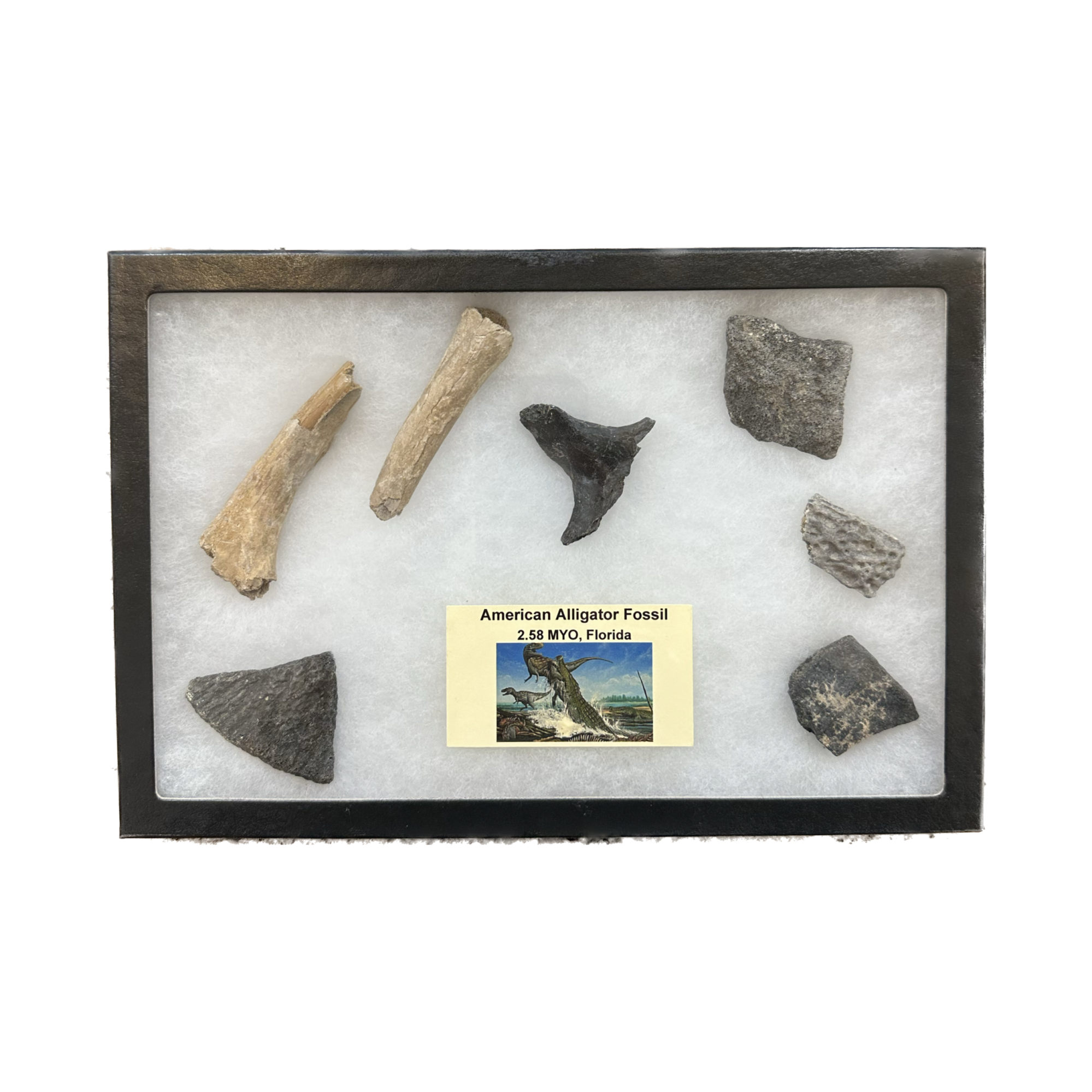 American Alligator Fossils, displayed in riker box Prehistoric Online